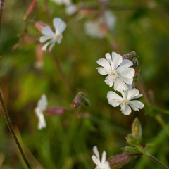 .Natural background with white wildflowers in dewdrops and blurred summer greens.