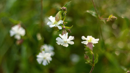 Natural background with white wildflowers in dewdrops and blurred summer greens.