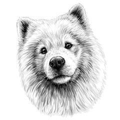 Portrait of a dog of the Samoyed breed.