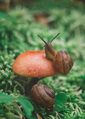 snail on a leaf