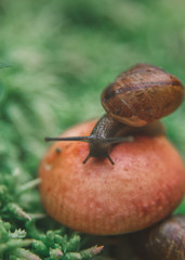 snail on a green leaf