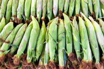 Fototapeta premium Fresh corn on the cob lying in a row, close-up.