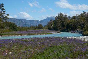 Lupins flowering on the banks of the Rio el Canal along the Carretera Austral in southern Chile.