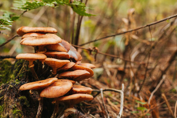  a group of honey agarics in the forest. mushrooms on a stump