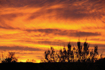 Fototapeta na wymiar Orange sunset over a field with plant silhouettes