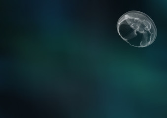 jellyfish on blue background