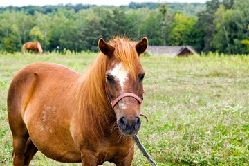 brown horse grazing on a green field on a summer day.