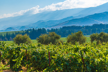 Overlooking the magical Bekaa Valley