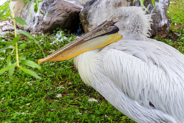 Great white pelican sitting on green grass.