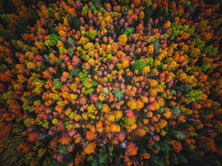 Aerial top view beautiful autumn forest with yellow and red trees