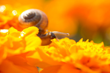 flower on wooden background