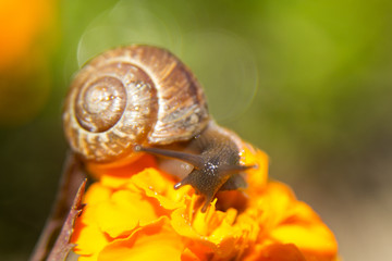 snail on a green leaf