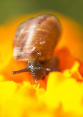 snail on a leaf