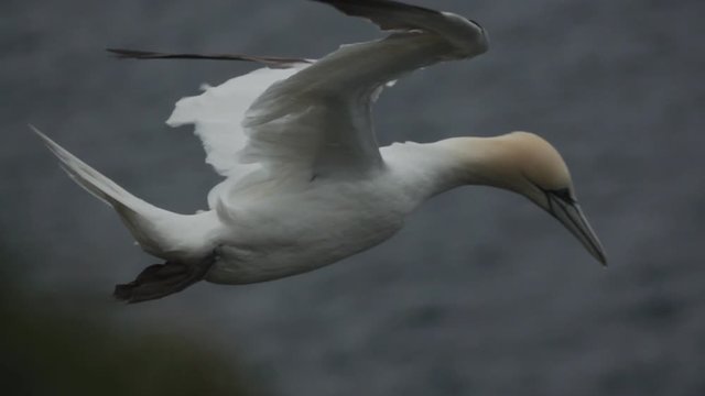 Morus bassanus flying gray ocean in slow-mo