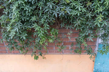 plants on the wall