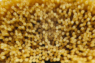 spaghetti close up