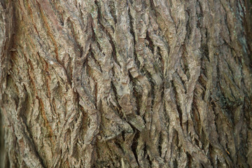 Rinde / alte B&auml;ume