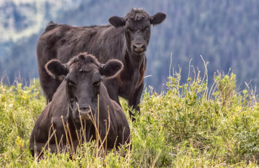 Cattle on the Mountains