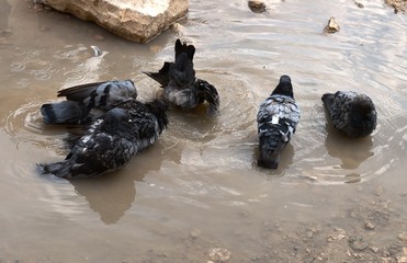 Obraz premium the pigeons bathe in the pool