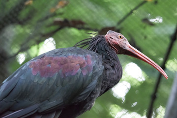 Strange Bird
