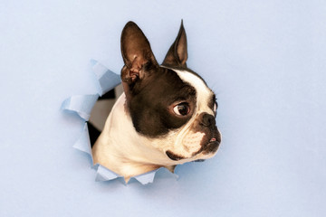 Dog breed Boston Terrier puts his face in a paper hole blue.