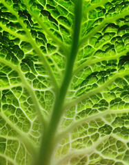 Gr&uuml;ner Kohl oder Wirsingkohl