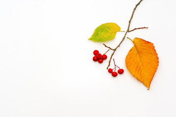 Autumn concept with colorful leaves and mountain ash on a white background. Minimalism. Copy space.