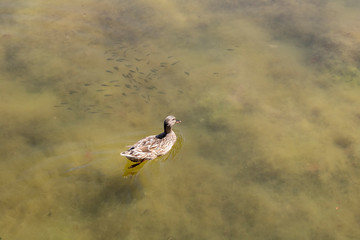 Brown duck and small fishes floating on the lake.
