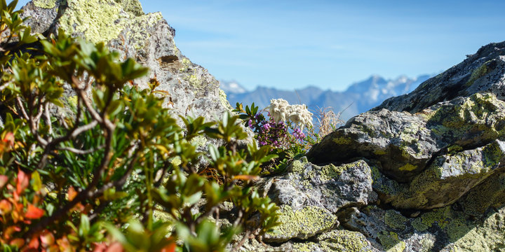 Edelweiss zwischen Felsen in den herbstlichen Alpen als Panoramabild