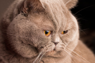 Close-up photo of a gray cat`s head with yellow eyes. On a blurred background