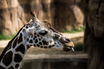 Fototapeta premium Giraffe