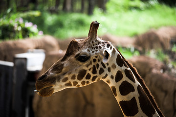 Giraffe