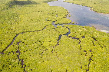 Mangroves, top view. Mangrove forest and winding rivers. Tropical background