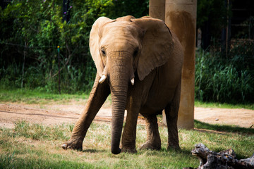 African Elephant
