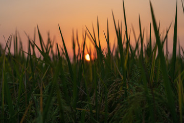 Beautiful rice field with sun light and bulr background.