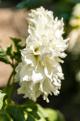 Dahlia flower called Dahlia Fleurel, grown in a garden