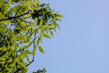 close-up of common ash leaf leaves and sky in background.