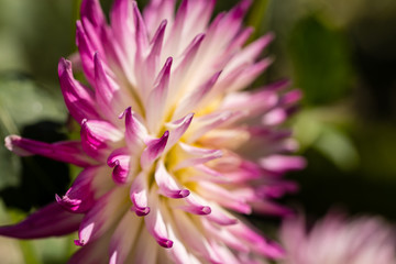 Dahlia flower grown in a garden