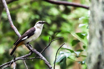 Singing Bird