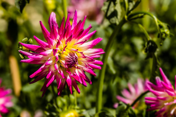 Obraz premium Dahlia flower grown in a garden