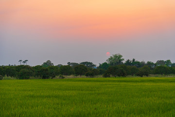Beautiful rice field in a sunset.