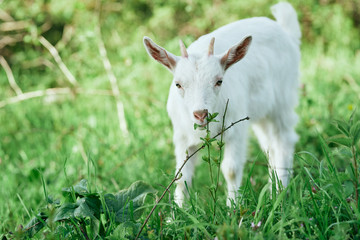 Obraz premium white goat on a meadow