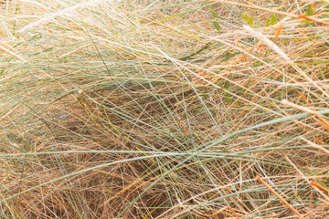 Texture Grass green and brown
