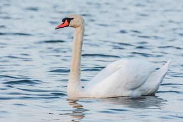 Swan swimming in a pond. Close view of single bird.