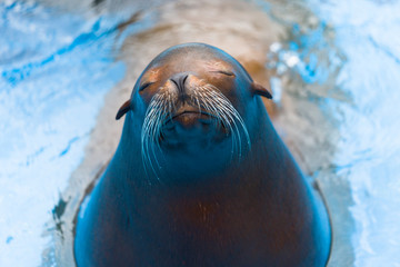 Fototapeta premium アシカ