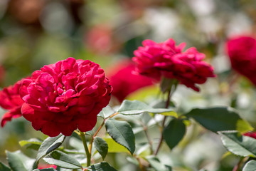 close up shot of hybrid perpetual red flower.