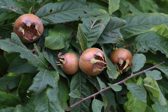 Fruit of Mespilus germanica, also named common medlar at a tree