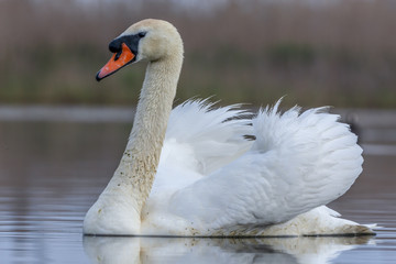 Obraz premium Swan swimming in a pond. Close view of single bird.