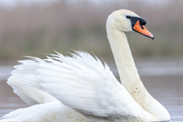 Swan swimming in a pond. Close view of single bird.