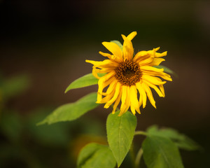 sunflower on the dark brown background